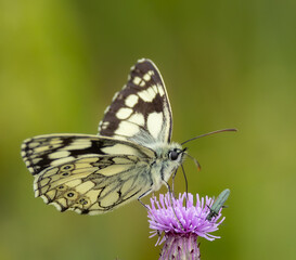 Marbled white butterfly -Melanargia galathea