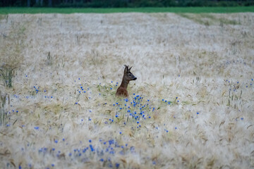 Roe deer, capreolus capreolus, in a field with cornflowers.
