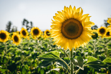 Fototapeta premium Sunflower Field in Burgos, Spain on a Clear Day