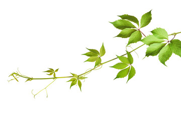 Parthenocissus twig (wild grape) with green leaves in a corner arrangement isolated on white or transparent background