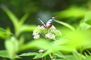 ヒヨドリバナにとまるアサギマダラ