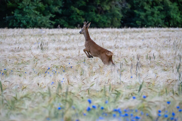 A scenic shot of a jumping brown Roe deer in the field. Roe deer buck, capreolus capreolus, sprinting fast in summer. Wild animal running.
