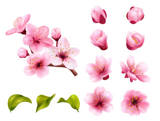 Realistic sakura tree with cherry blossom on white