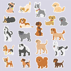 Cute little pet dog breed poses
