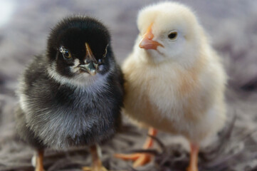 Small cute Black and Yellow chicks close up. Newborn chicks. Two friends.