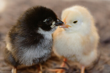 Two cute chicks isolated. Baby animal best friends forever.