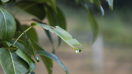 Drop of water on green leaf