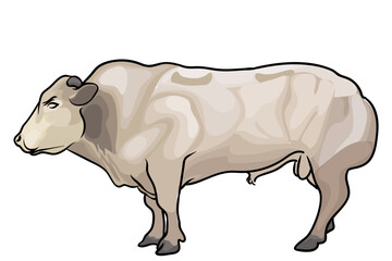 belgian blue bull with separate white background