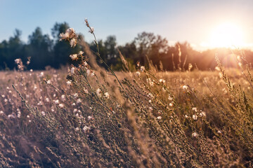 Abstract warm landscape of dry wildflower and grass meadow on warm golden hour sunset or sunrise time. Tranquil autumn fall nature field background. Soft golden hour sunlight at countryside