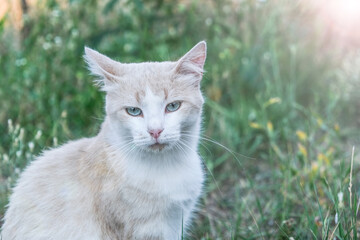 Adorable stray cat close-up on nature background.