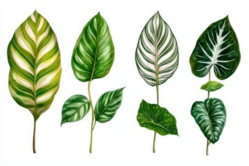 Watercolor illustration of tropical leaves.