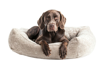 Dog Bed On White Background Isolated