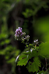 flower in the forest