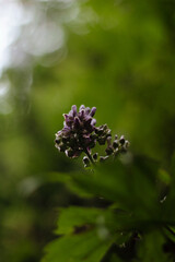 flower in the forest