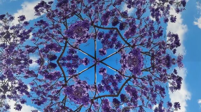 Kaleidoscope effect with jacaranda flowers