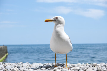 A seagull stands on the beach the background of the sea