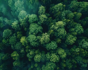 Fototapeta premium Abstract Forest Canopy Aerial View of Lush Greenery with Artistic Overlay, Nature's Beauty Meets Creativity