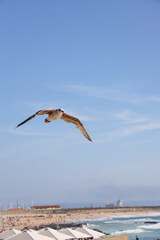 Gaviota volando por el cielo