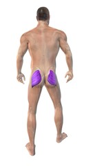 Fototapeta premium The human muscular system highlight Gluteus maximus muscles