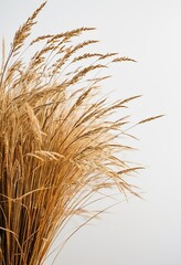 Fototapeta premium Soft Focus and Shallow Depth of Field: Dried Hare's-Tail Grass Macro