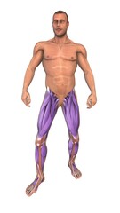 Fototapeta premium The muscles of the lower limb from front view
