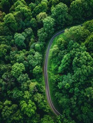 A scenic view of a road surrounded by dense foliage, great for travel or nature-themed projects