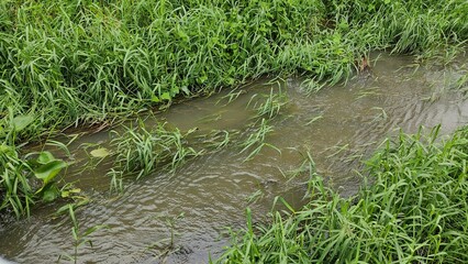 grass in the water