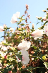 bumblebee on flowers