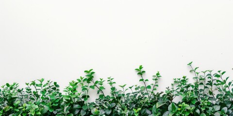 Obraz premium A group of green plants is growing on a white wall, great for interior design or decoration