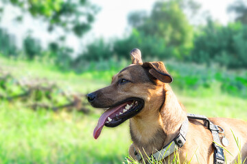 Portrait of funny smiling dog on bright green grass background.
