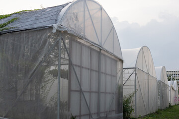 A row of greenhouses with white plastic covering