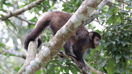 Black Capuchin Monkey of Iguazu o the move, Puerto Iguazu, Argentina. 