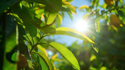 Mango tree with warm sunlight