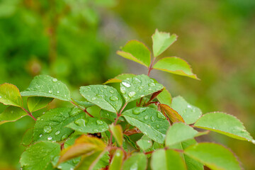 Water drops on a plant