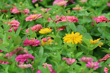 Zinnia violacea beautiful flowers multicolor in the garden background	
