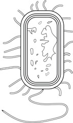Bacterium Cell Anatomy black and white.