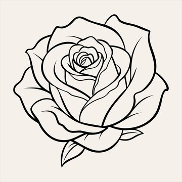 Rose Flower Line Art Illustration
