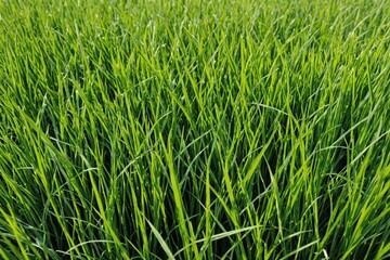 Green grass, natural outdoors. Grass texture