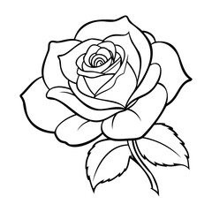 Rose Flower Line Art Illustration