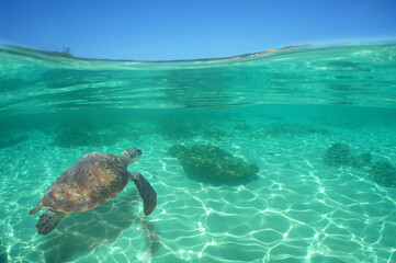 a sea turtle in the crystal clear waters of the island of Curacao