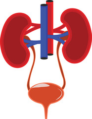 Kidney human anatomy vector art illustration