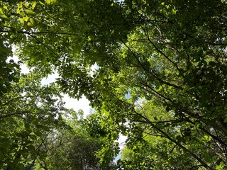 나뭇잎이 무성한 하늘