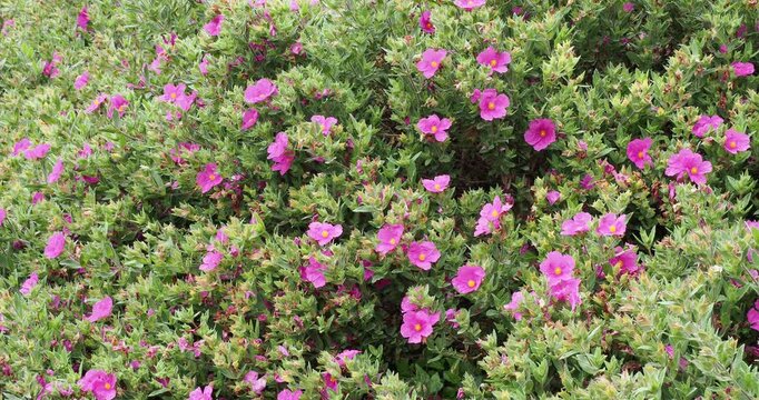 Cistus albidus - Grey-leaved cistus or rockrose, bushy shrub producing numerous pink flowers and silvery-grayish green, hairy, narrow oval leaves grown as ornamental hedge on a rocky site
