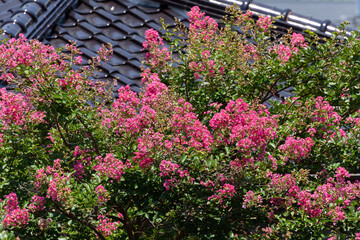 屋根より高いサルスベリ