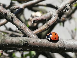ladybird on a branch © Okonek