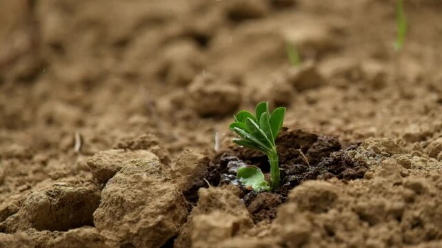 Watering peanut seedlings that are almost wilted. Agricultural land is dry due to the dry season. Footage 4K,60FPS