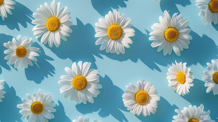 close-up a pile of daisy the background