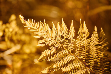 beautiful golden colored fern leaf close up on blurred background © Marina Shvetsova
