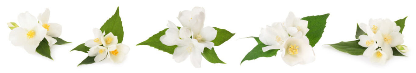 Obraz premium Jasmine flowers and green leaves isolated on white, set