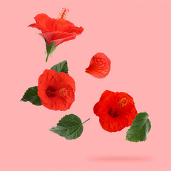 Red hibiscus flowers and green leaves in air on pink background